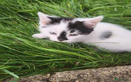 Domestic Shorthair cats for sale: Adorable Kittens Looking for Loving Homes 🐾 - Image 3