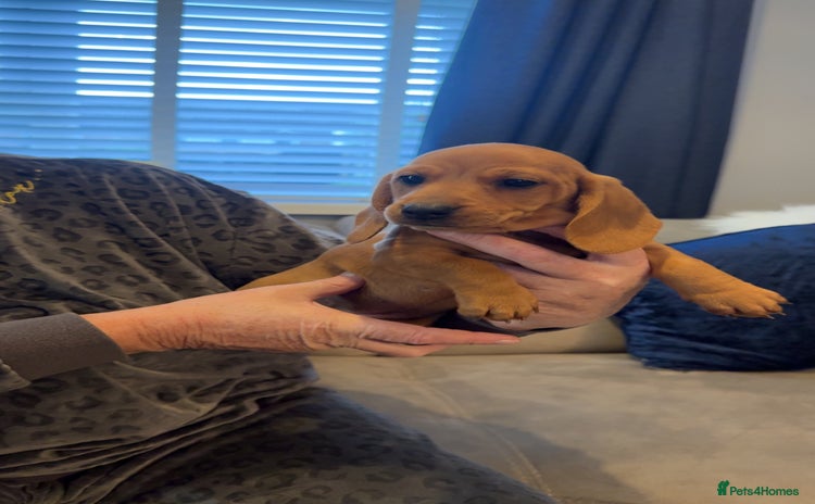 Dachshund dogs - Advert 10