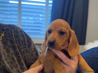 Dachshund dogs - Advert 12