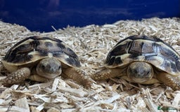 Tortoise reptiles for sale: 2025 UK Bred Western Dwarf Hermann Tortoise  - Image 2