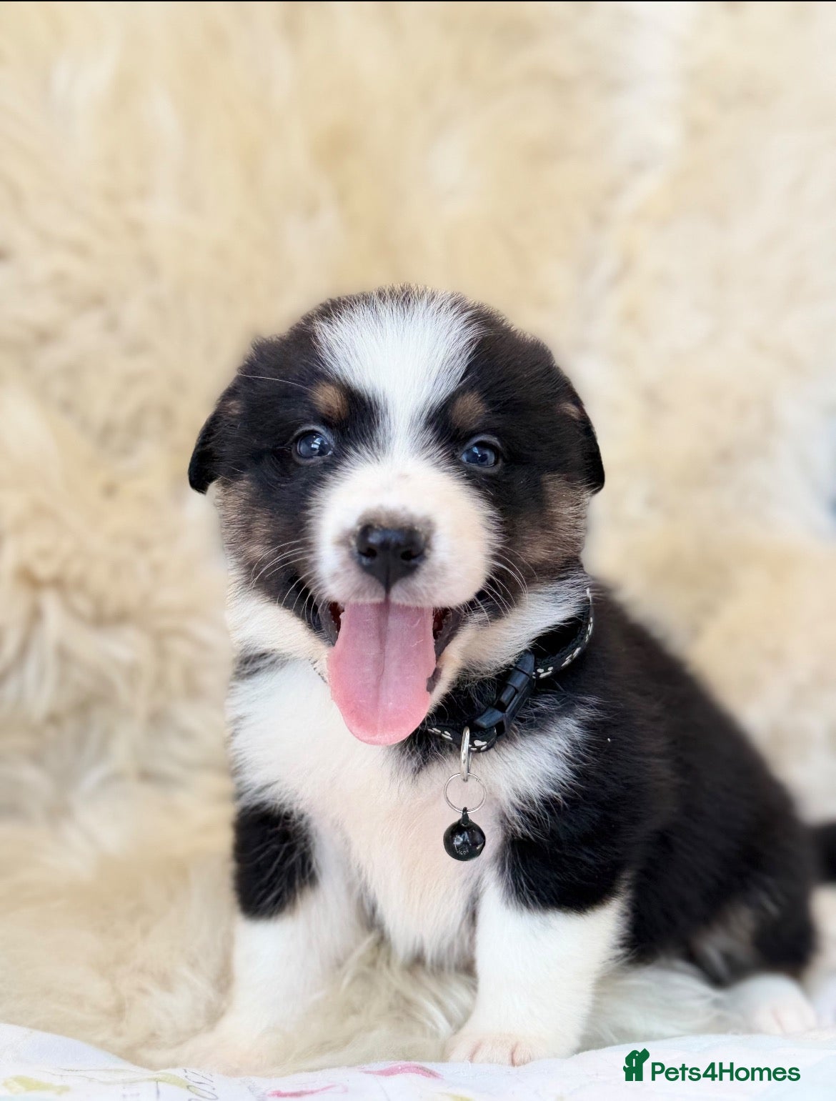 Bernese Mountain Dog dogs Stunning boy and girls available  - Advert 1