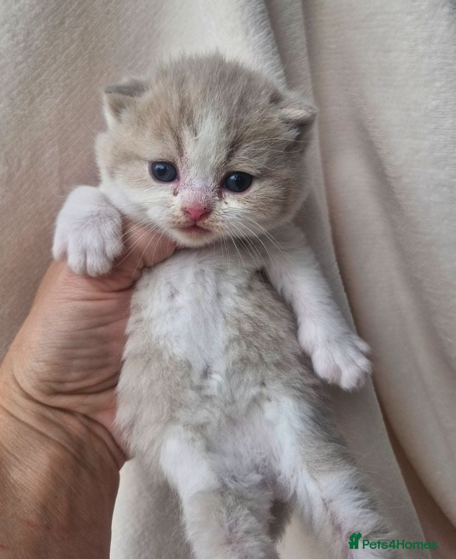 British Shorthair cats British shorthair kittens - Advert 2