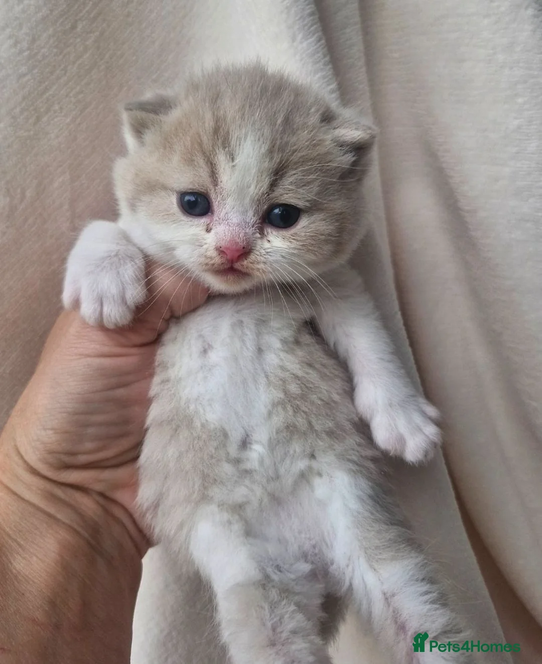 British Shorthair cats for sale: British shorthair kittens - Advert 1