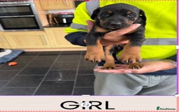 Dobermann dogs for sale: Doberman puppies for sale boys & girls  - Image 6