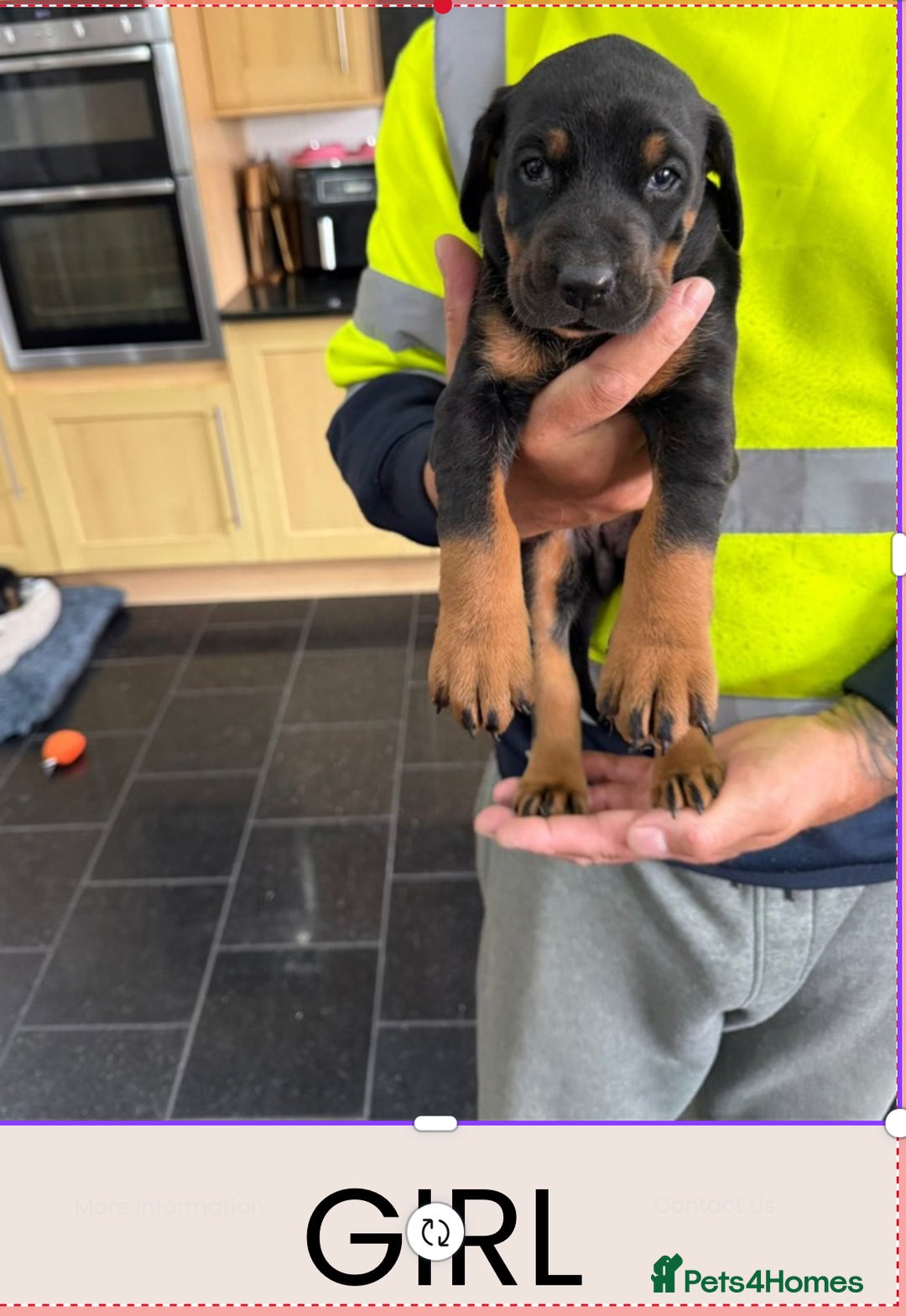 Dobermann dogs for sale: Doberman puppies for sale boys & girls  - Image 6