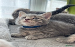 British Shorthair cats for sale: Beautiful kittens❤️ - Image 15