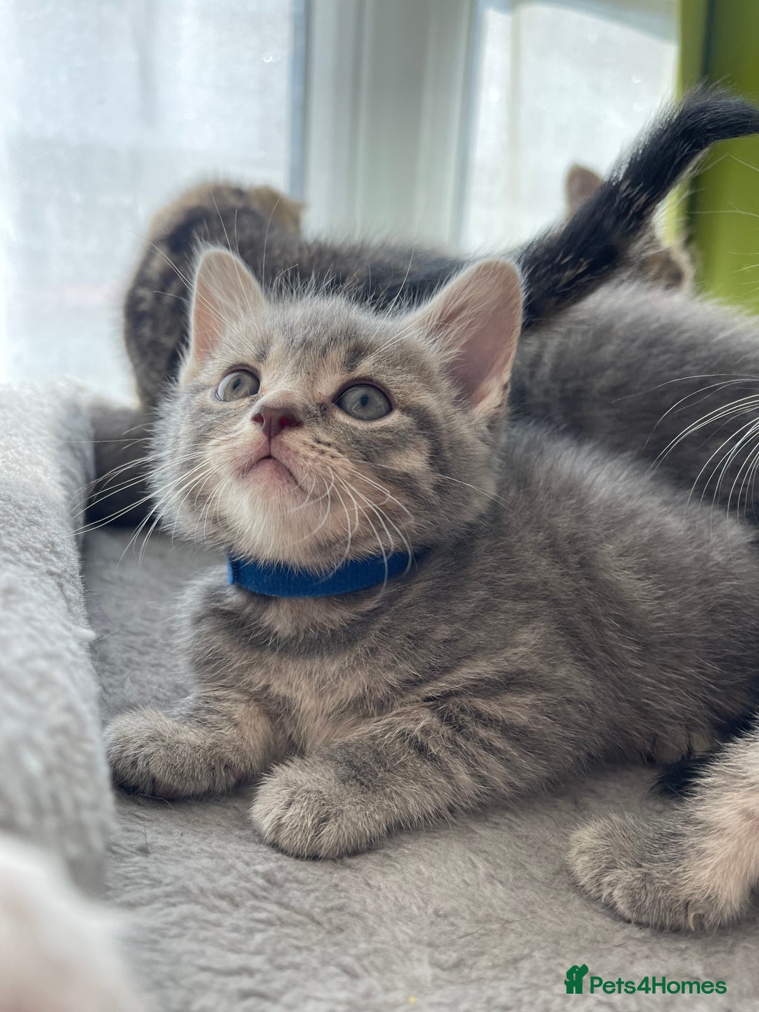 British Shorthair cats for sale: Beautiful kittens❤️ - Image 15