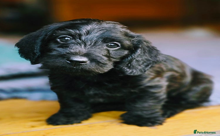 Doxiepoo dogs - Advert 13