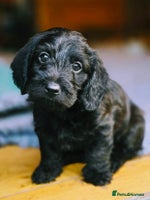 Doxiepoo dogs - Advert 6