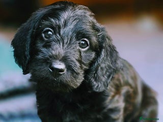 Doxiepoo dogs - Advert 27