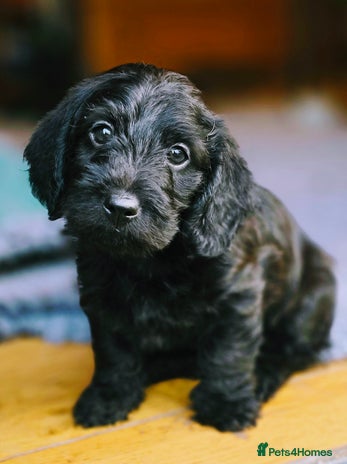 Doxiepoo dogs - Advert 1