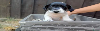 Jack Russell 1