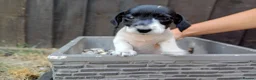 Jack Russell dogs for sale: Jack Russel puppies  - Advert 6