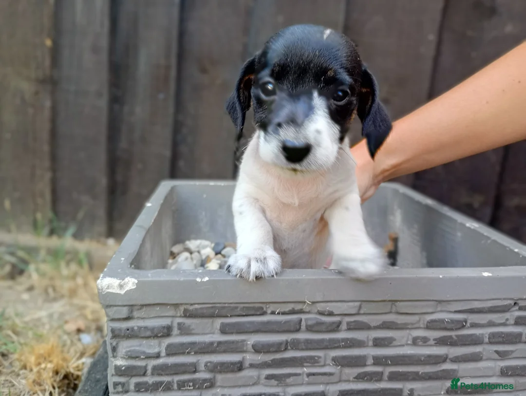 Jack Russell dogs for sale: Jack Russel puppies  - Advert 6