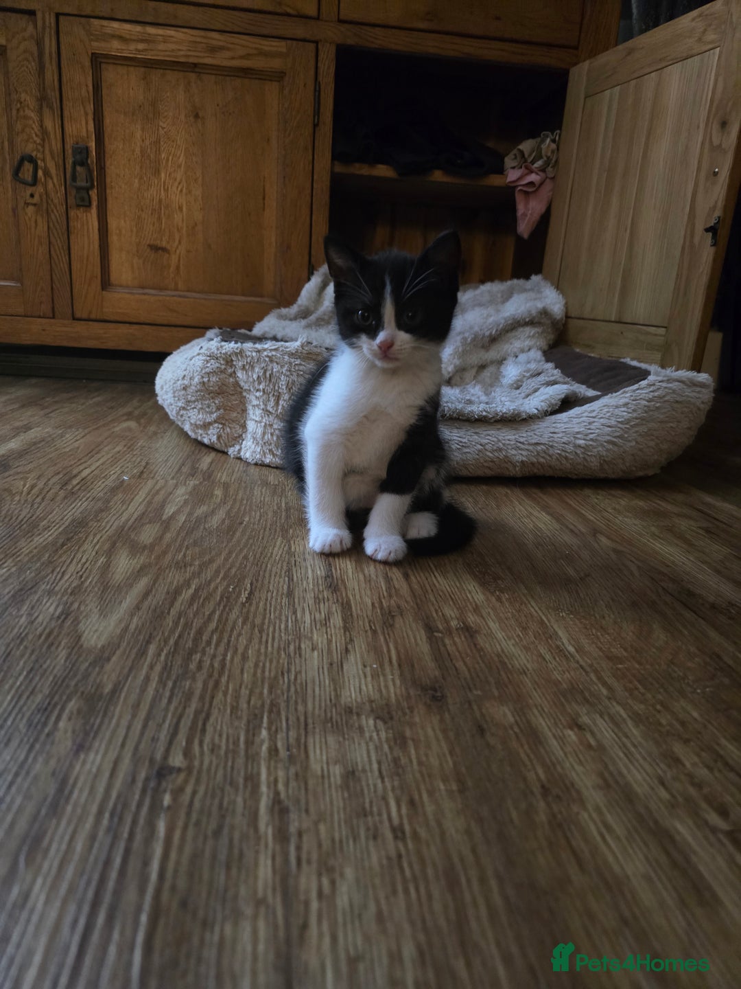 Mixed Breed cats for sale: Beautiful big bubbly kittens for sale  - Image 4