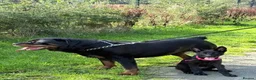 German Shepherd dogs for sale: 14 week old Female Black puppy - Advert 4