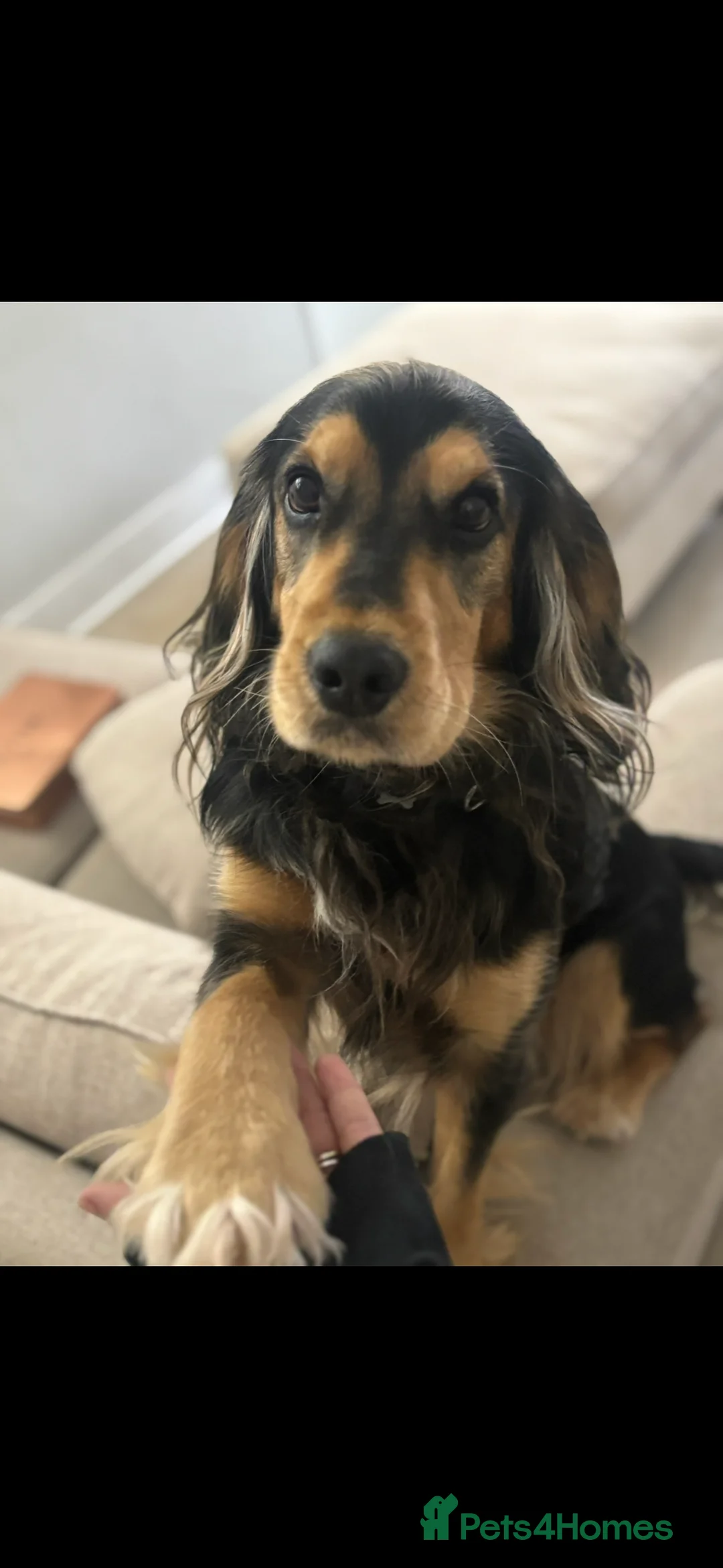 Cockerdor dogs for sale: Hector 2 year old Cockerdor  - Advert 1