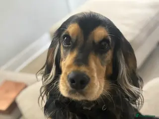 Cockerdor dogs Hector 2 year old Cockerdor - Advert 1