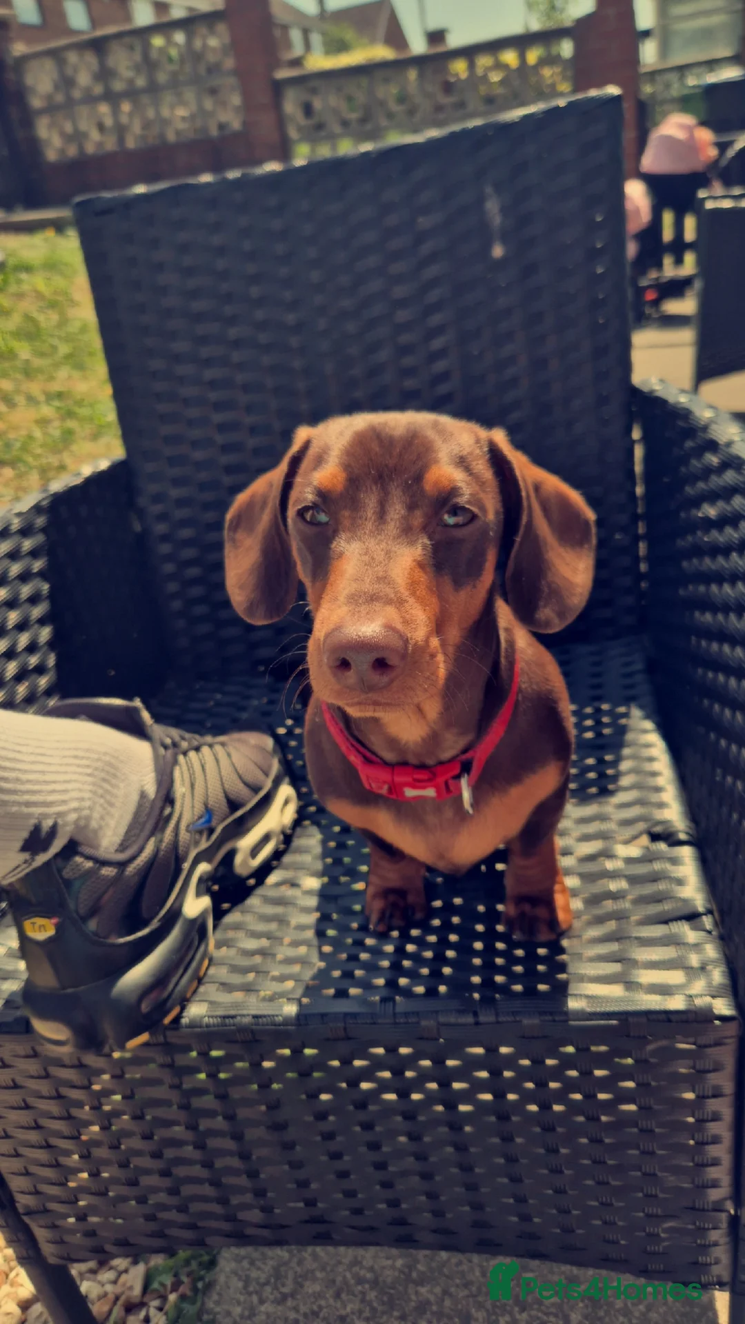 Miniature Dachshund dogs for stud: STUD available  - Advert 17
