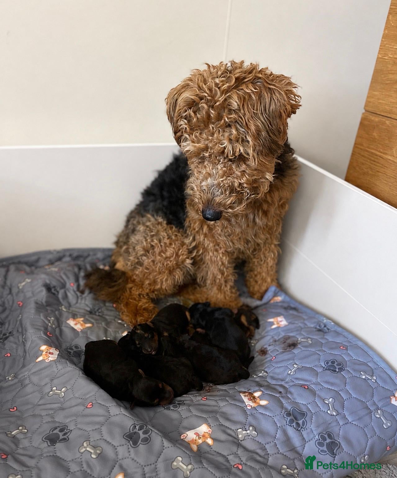 Welsh Terrier dogs Welsh terrier  - Advert 2