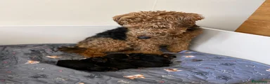 Welsh Terrier 2