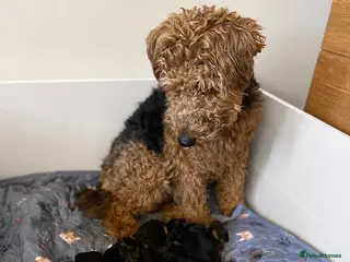 Welsh Terrier dogs Welsh terrier - Advert 2
