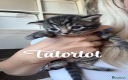 Siberian cats for sale: Siberian x kittens  - Image 9