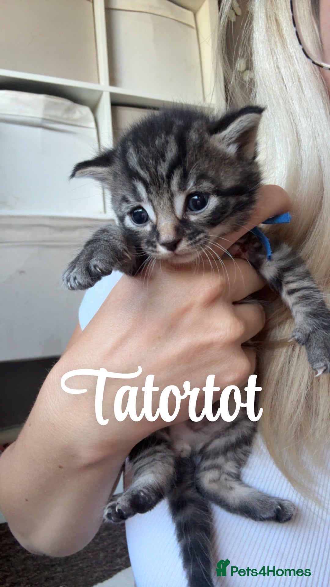 Siberian cats for sale: Siberian x kittens  - Image 9