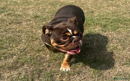 English Bulldog dogs for sale: Chocolate Tri female English bulldog  - Image 3