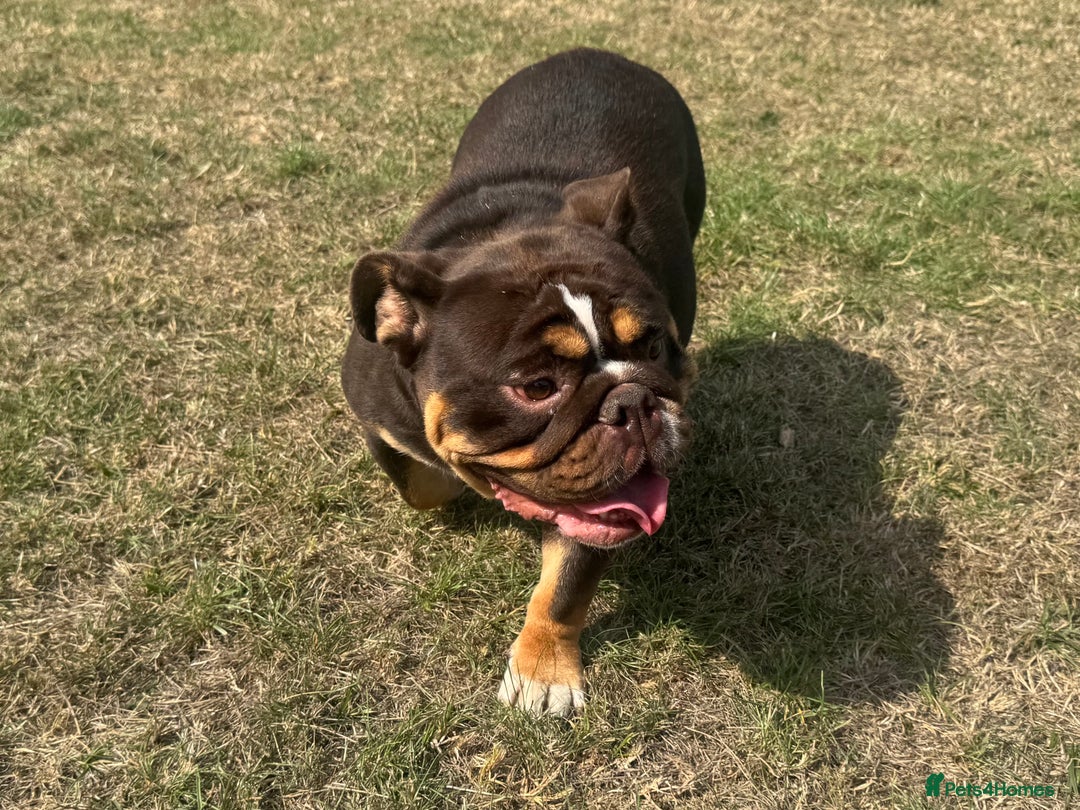English Bulldog dogs for sale: Chocolate Tri female English bulldog  - Image 3