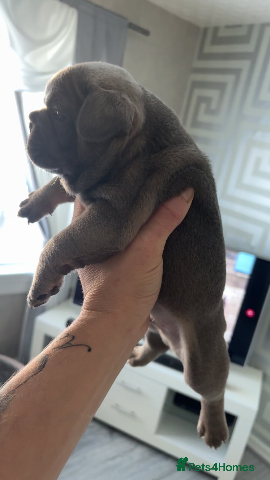 French Bulldog dogs for sale: Frenchies  - Advert 2