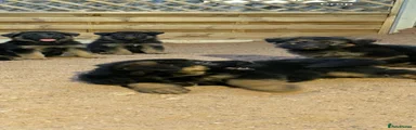 German Shepherd 3