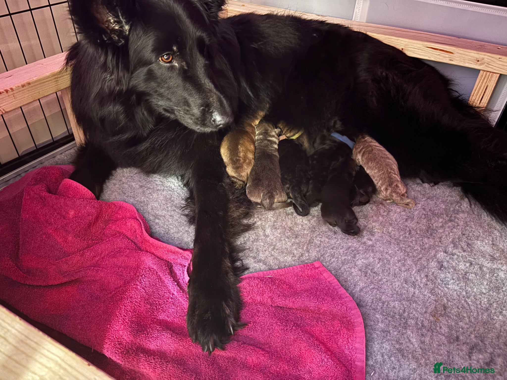 German Shepherd dogs German shepherd pups x8 for sale  - Advert 1