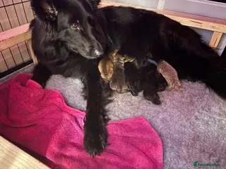 German Shepherd dogs German shepherd pups x8 for sale - Advert 2