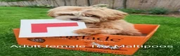 Maltipoo dogs for sale: Apricot Toy Maltipoos from KC health tested champ  - Advert 7