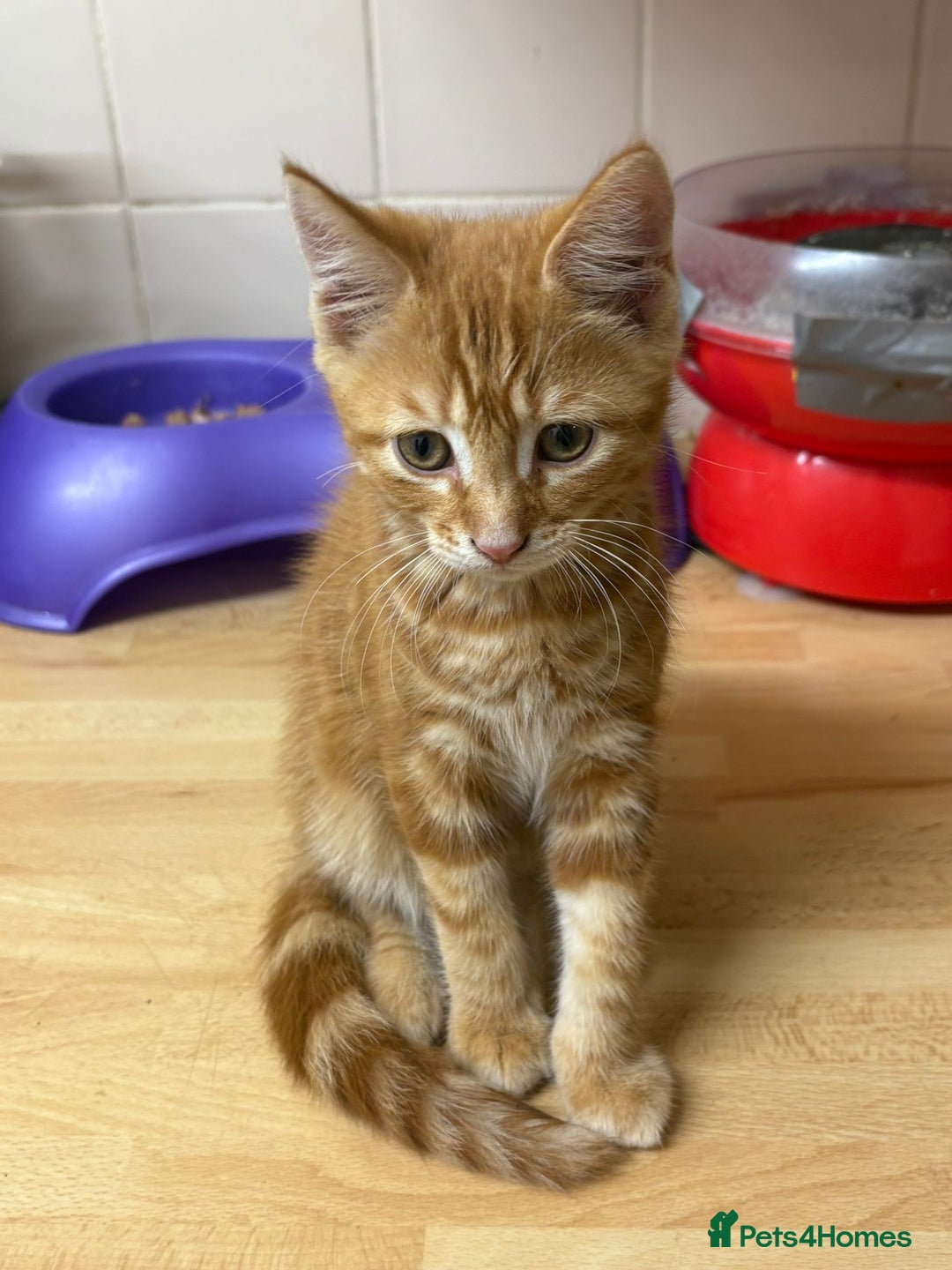 Mixed Breed cats for sale: 4 stunning kittens looking for their forever home. - Image 33
