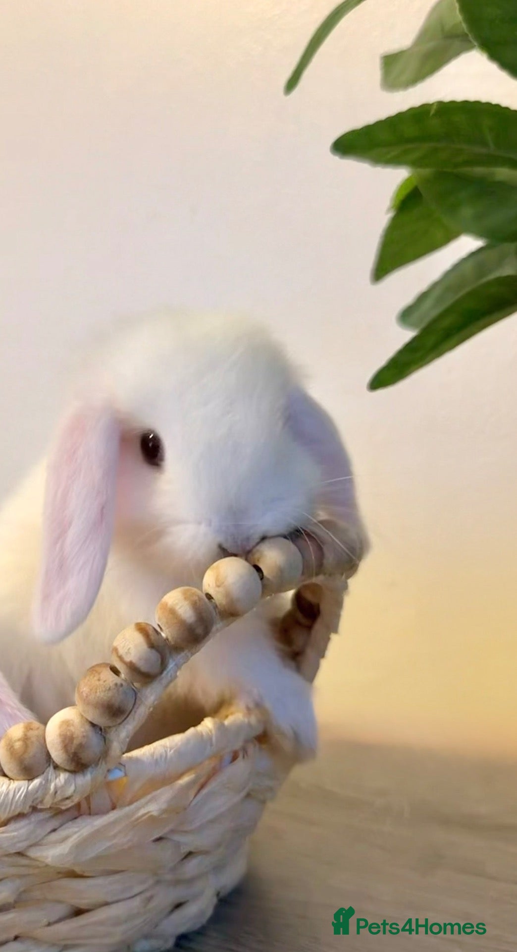 Lionhead rabbits Beautiful friendly & tame minilop boy - Advert 13