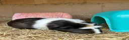 Guinea Pig rodents for sale: X2 Female Guinea pigs 2 years old  in Glasgow - Advert 10