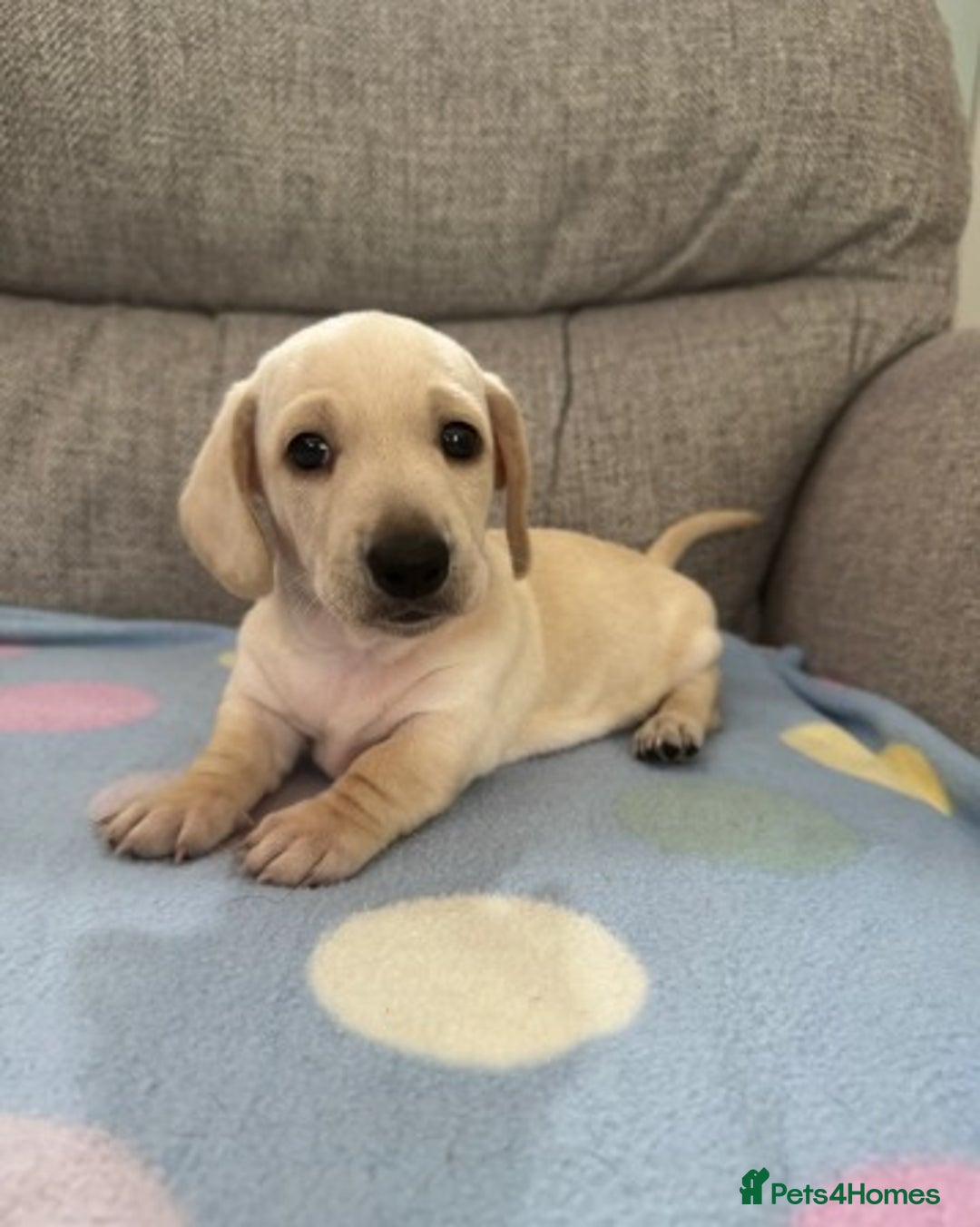 Miniature Dachshund dogs for sale: Adorable Home-Reared Miniature Dachshund Puppies ! - Advert 6