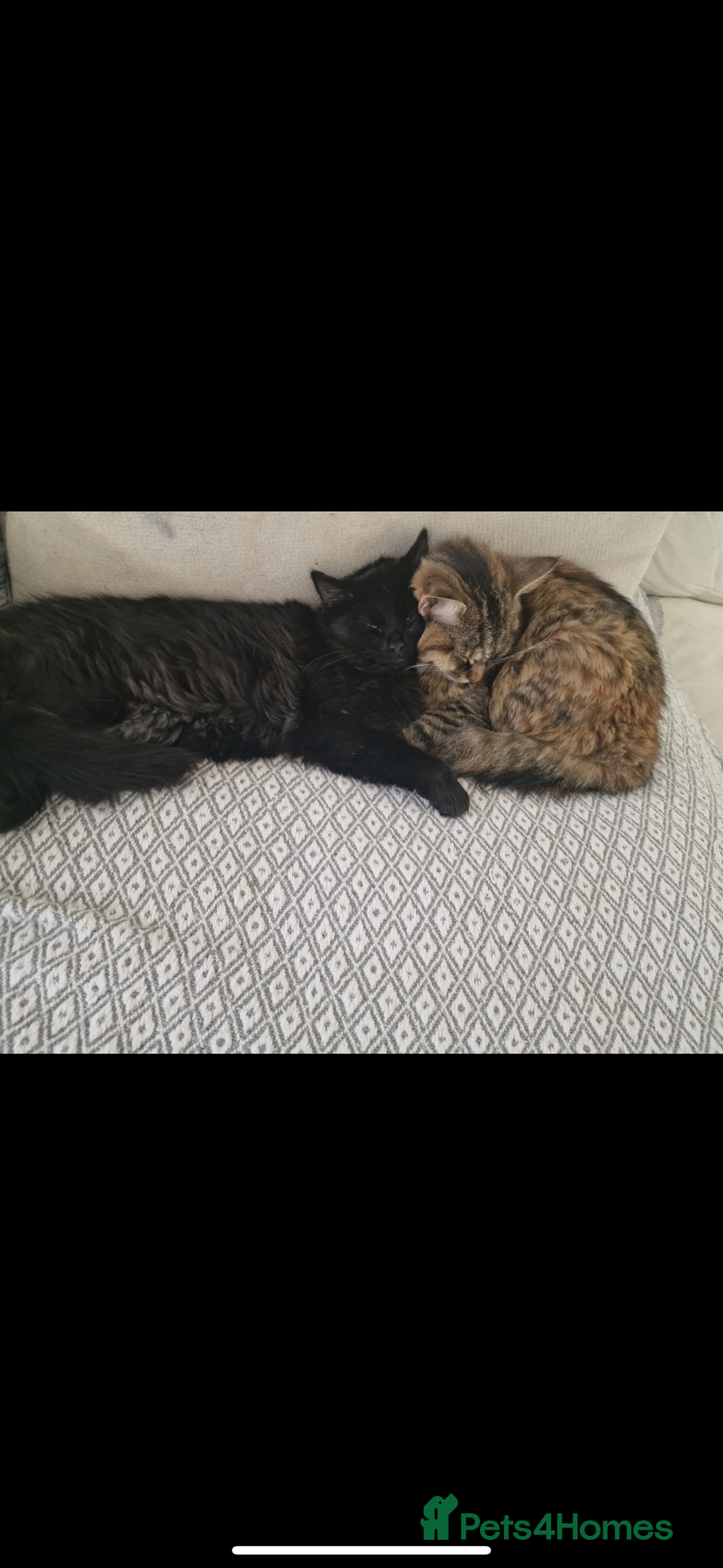 European cats for sale: Lovely family kitten, 1 male left. - Image 4