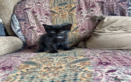 British Longhair cats for sale: British long hair/maincoon X kitten  - Image 1