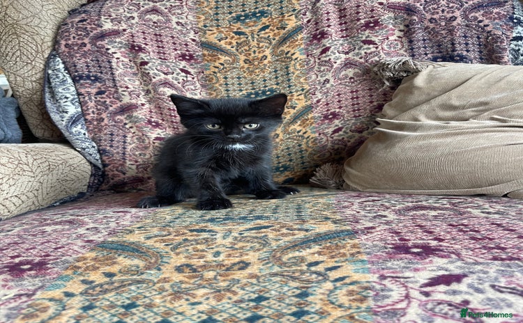 British Longhair cats - Advert 1