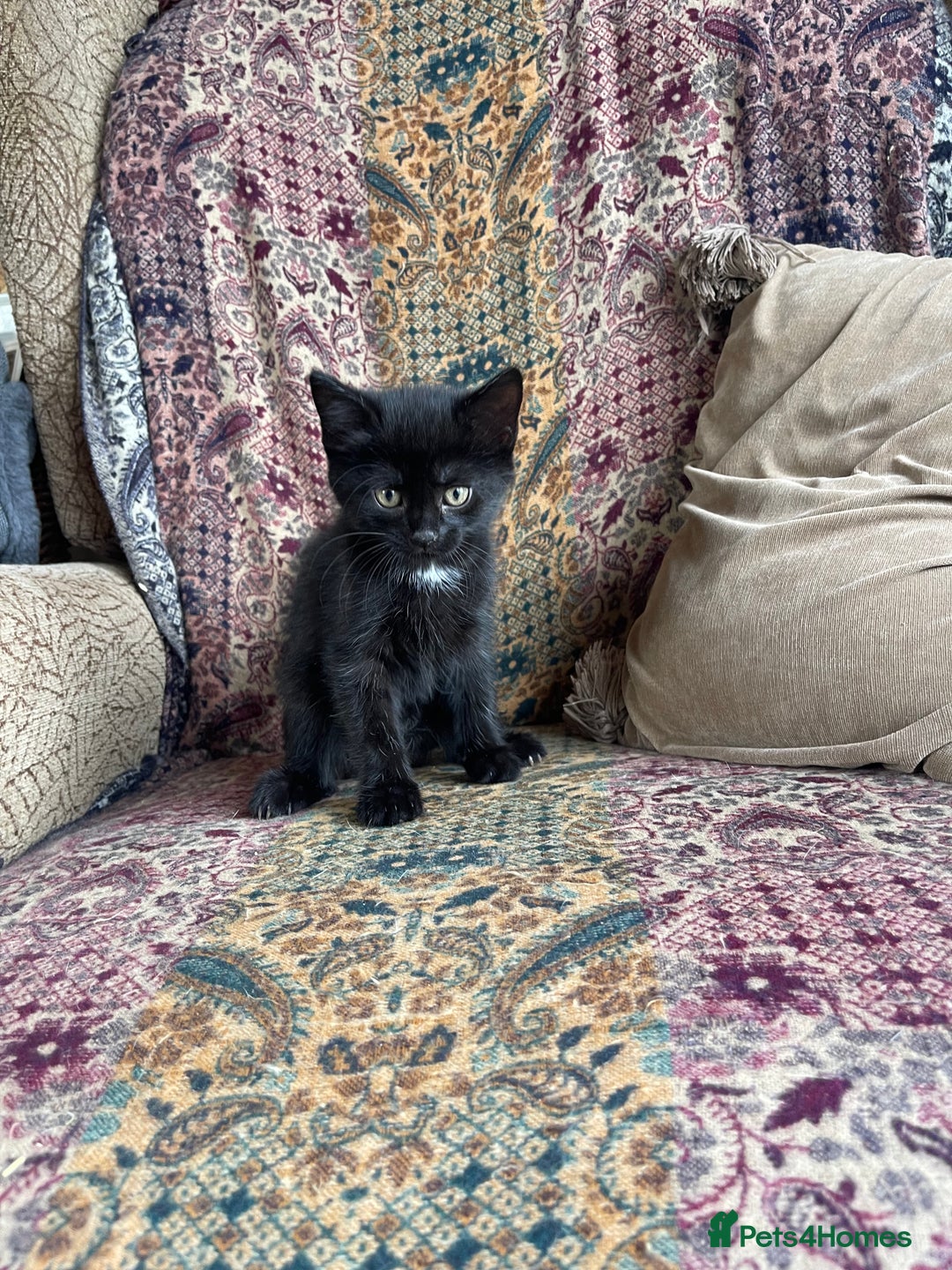 British Longhair cats for sale: British long hair/maincoon X kitten  - Image 1