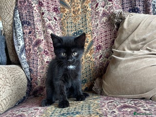 British Longhair cats - Advert 1