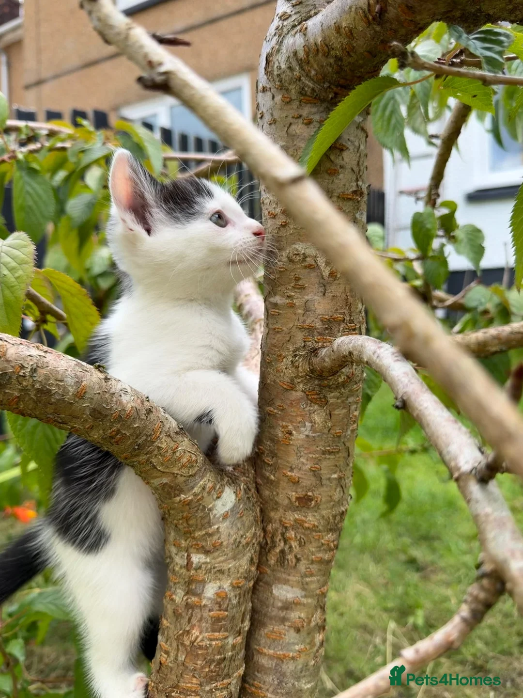 Mixed Breed cats for sale: 3 x Black & white kittens, 1 x boy, 2 x girl in Port Talbot - Advert 2