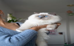 Ragdoll cats for sale: From Our Hearts to Yours – Ragdoll Kittens 💕 - Image 12