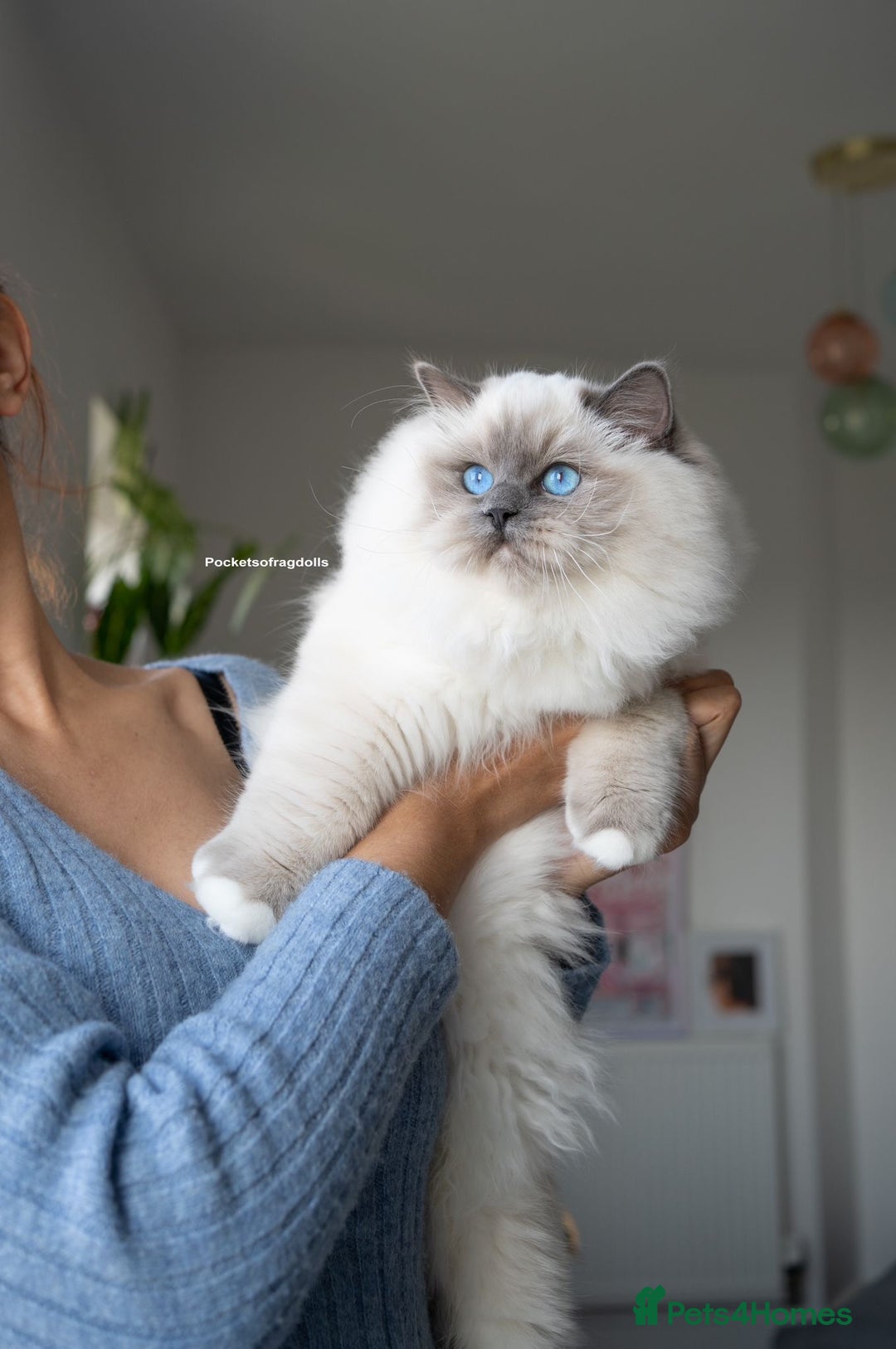 Ragdoll cats for sale: From Our Hearts to Yours – Ragdoll Kittens 💕 - Image 12
