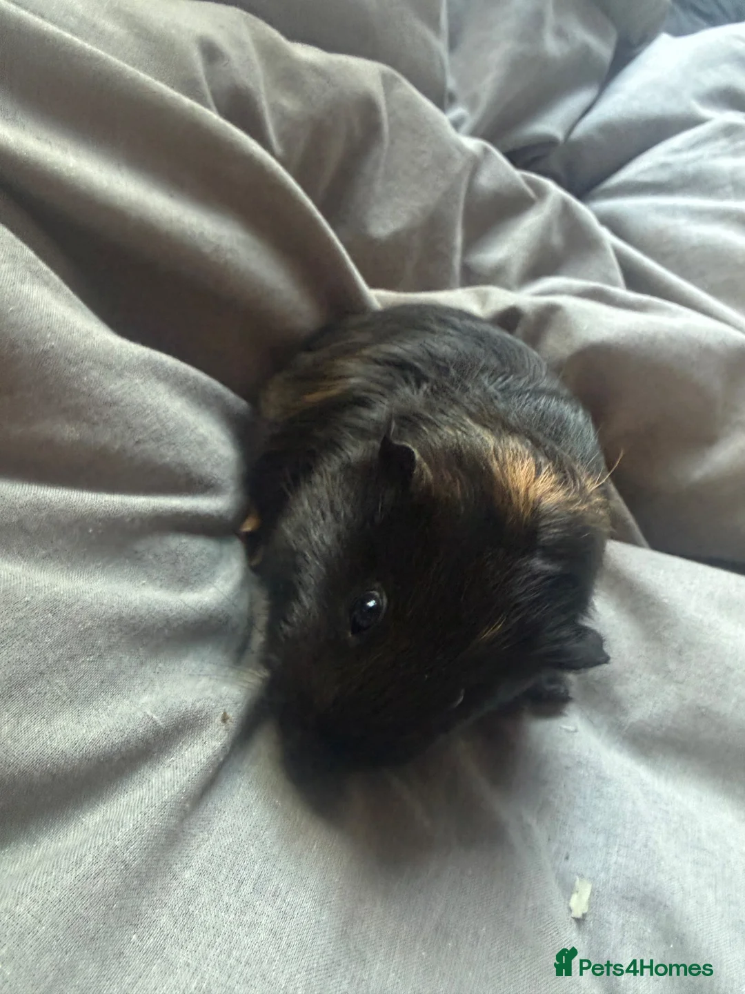 Guinea Pig rodents for sale: guinea pigs  in Banbury - Advert 2