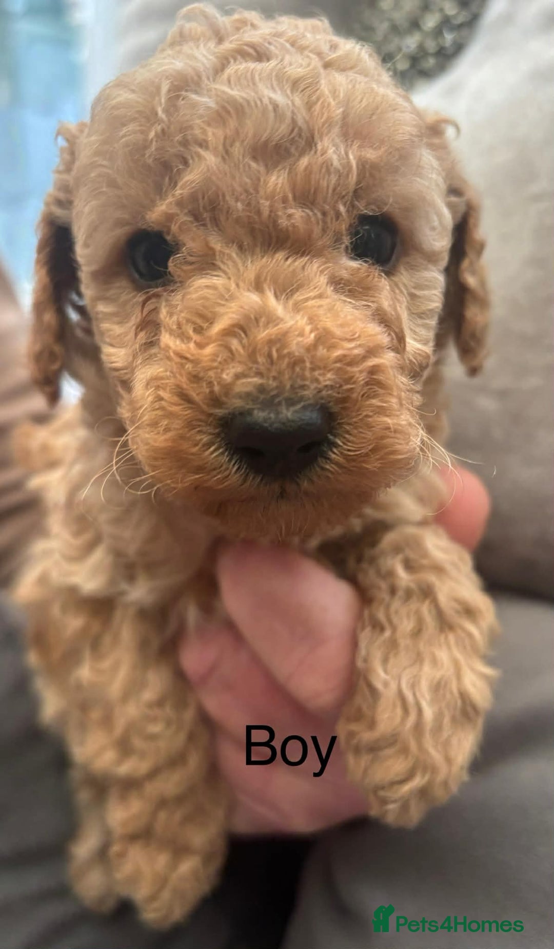 Toy Poodle dogs for sale: Toy poodle puppies - Advert 1