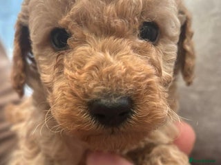 Toy Poodle dogs Toy poodle puppies - Advert 1